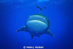 longimauns ! by Helmy Hashim 